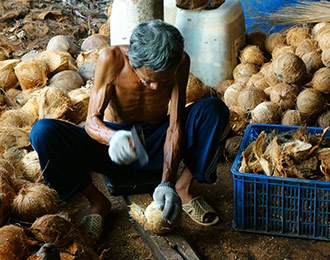 coconut-oil-farming