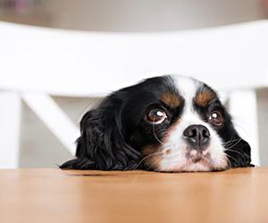 dog which mouth on table