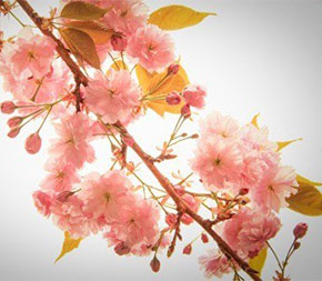 cherry blossoms on tree