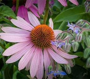 flower and herbs