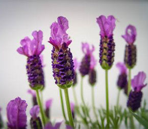 lavender