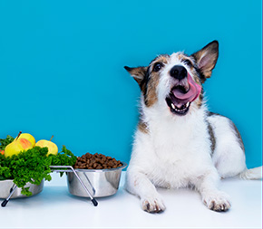 dog lies by bowls of healthy food and licks muzzle
