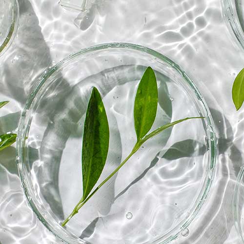 herb floating in water