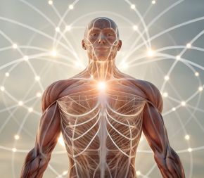 artistic illustration of the neuromuscular system